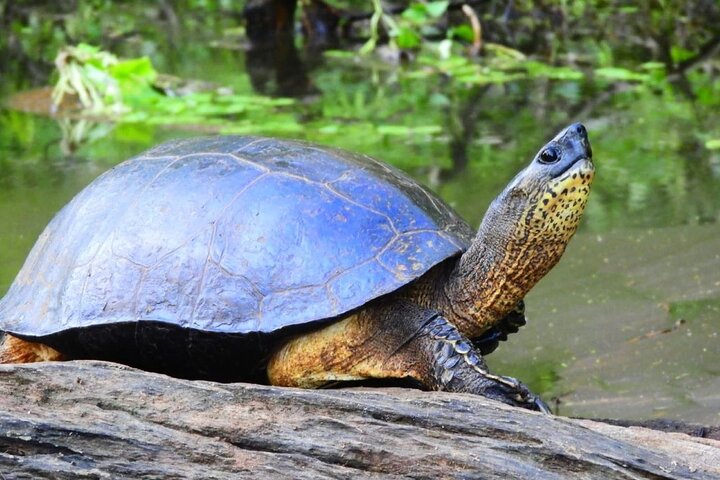 Tortuguero Tour in Canoe Canals with Electric Motor