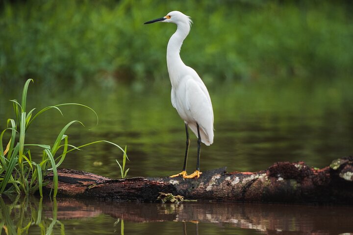 Tortuguero Tour in Canoe Canals with Electric Motor
