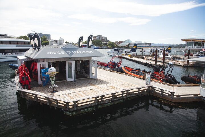 Summer Whale Watching Tour in a Zodiac Boat in Victoria