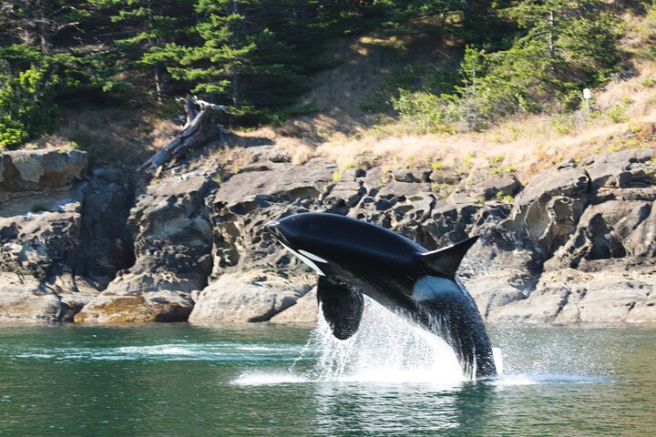 Summer Whale Watching Tour in a Zodiac Boat in Victoria