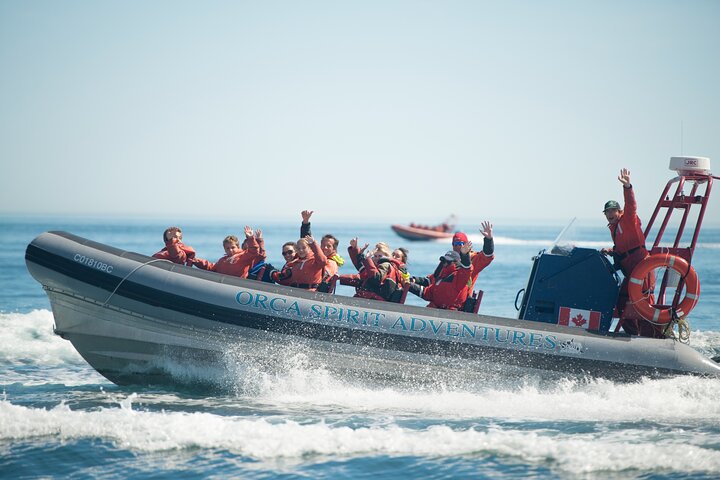Summer Whale Watching Tour in a Zodiac Boat in Victoria
