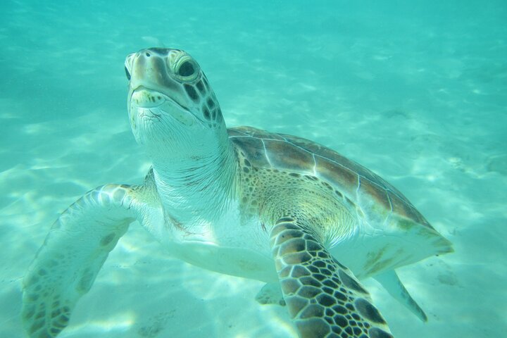 Barbados Catamaran Turtle and Shipwreck Snorkeling Cruise