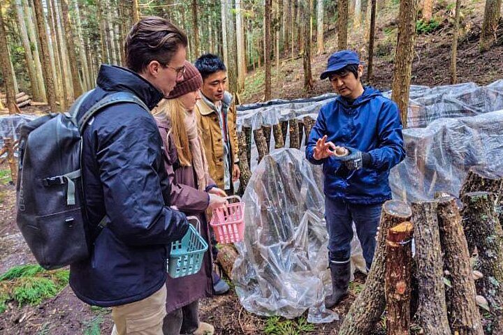 Oita: Shiitake Mushroom Farm Tour & Tasting