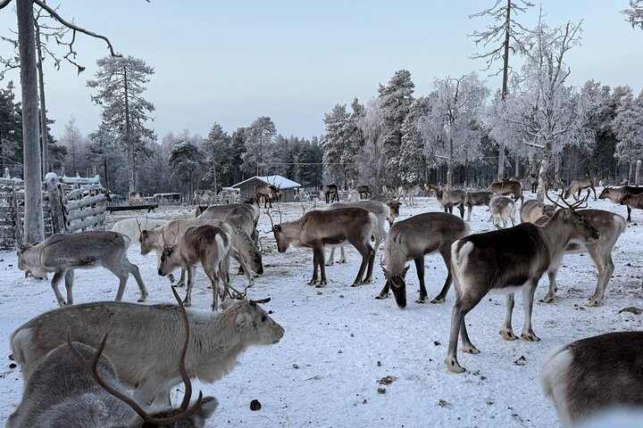 Reindeer Husbandry with Snowmobile Sleigh Ride and Cabin Lunch