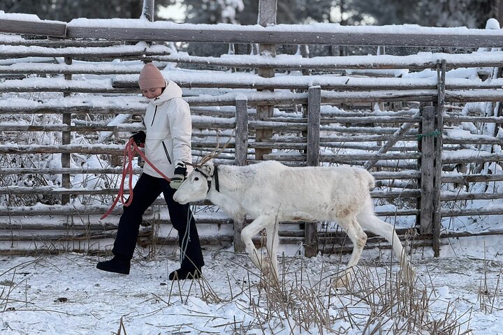 Reindeer Husbandry with Snowmobile Sleigh Ride and Cabin Lunch