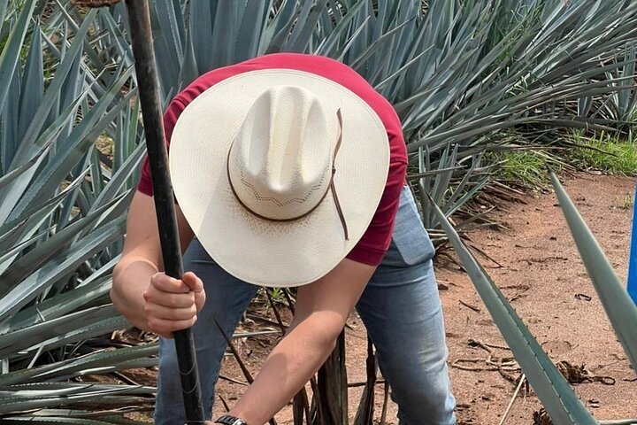 The Premium Tequila route