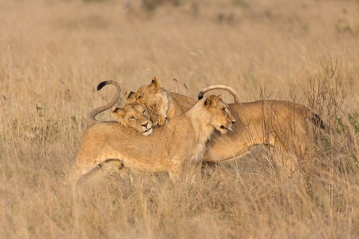One Day Tour to Lake Nakuru from Nairobi 4WD
