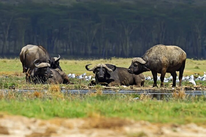 One Day Tour to Lake Nakuru from Nairobi 4WD