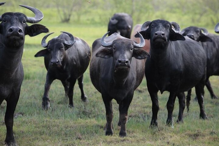 One Day Tour to Lake Nakuru from Nairobi 4WD