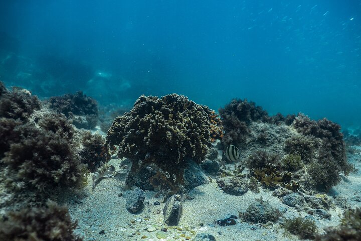 Snorkel Dive with Turtles