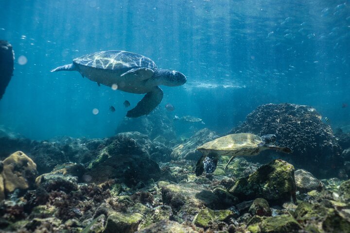 Snorkel Dive with Turtles