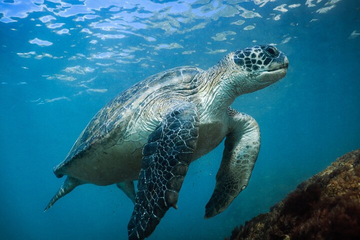 Snorkel Dive with Turtles