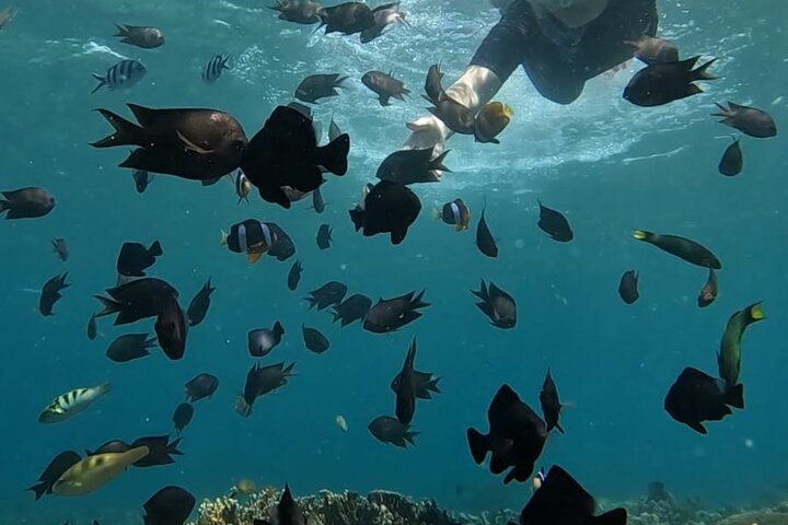 Private Snorkeling Tour of Gili Islands in Air Meno and Trawangan