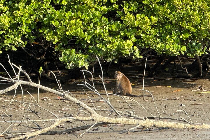 Kuching Mangrove: Irrawaddy Dolphin, Proboscis Monkey & Fireflies