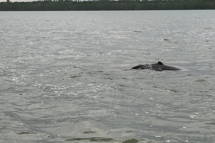 Kuching Mangrove: Irrawaddy Dolphin, Proboscis Monkey & Fireflies