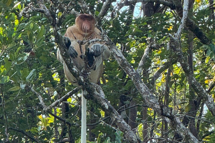 Kuching Mangrove: Irrawaddy Dolphin, Proboscis Monkey & Fireflies