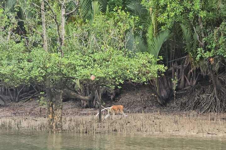 Kuching Mangrove: Irrawaddy Dolphin, Proboscis Monkey & Fireflies