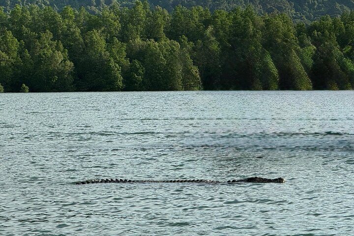 Kuching Mangrove: Irrawaddy Dolphin, Proboscis Monkey & Fireflies
