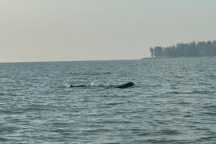 Kuching Mangrove: Irrawaddy Dolphin, Proboscis Monkey & Fireflies
