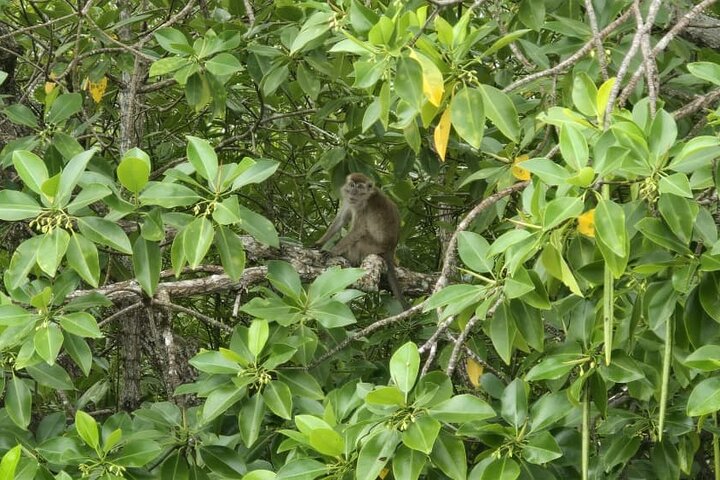 Kuching Mangrove: Irrawaddy Dolphin, Proboscis Monkey & Fireflies