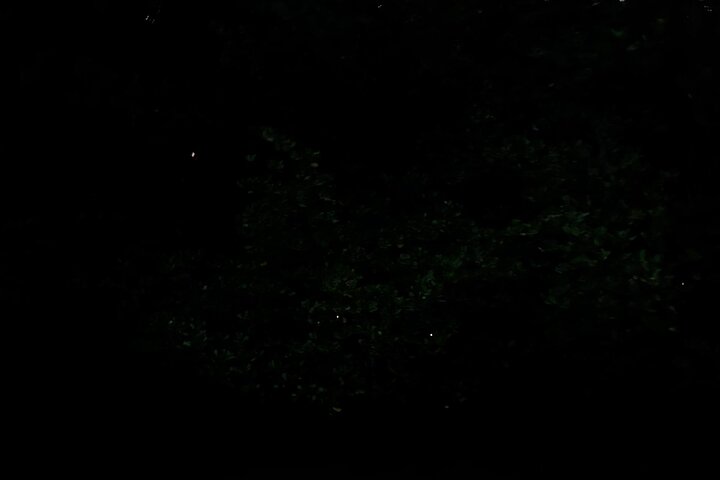 Kuching Mangrove: Irrawaddy Dolphin, Proboscis Monkey & Fireflies