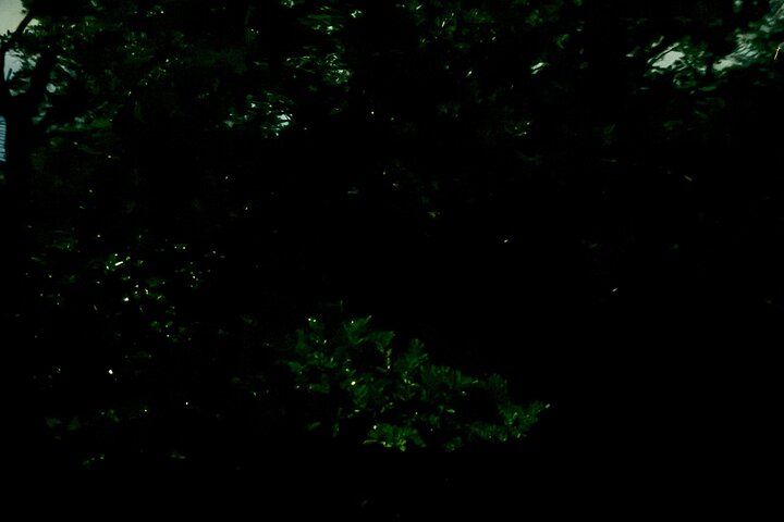 Kuching Mangrove: Irrawaddy Dolphin, Proboscis Monkey & Fireflies