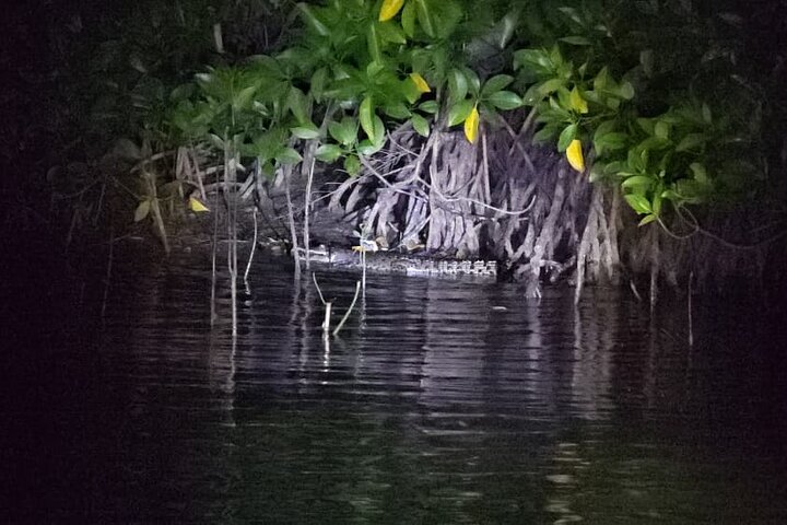 Kuching Mangrove: Irrawaddy Dolphin, Proboscis Monkey & Fireflies