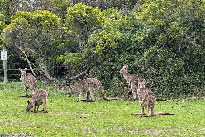 Great Ocean Road Reverse SUNRISE TOUR–SML GRP-DLX BUS Hotel Pikup