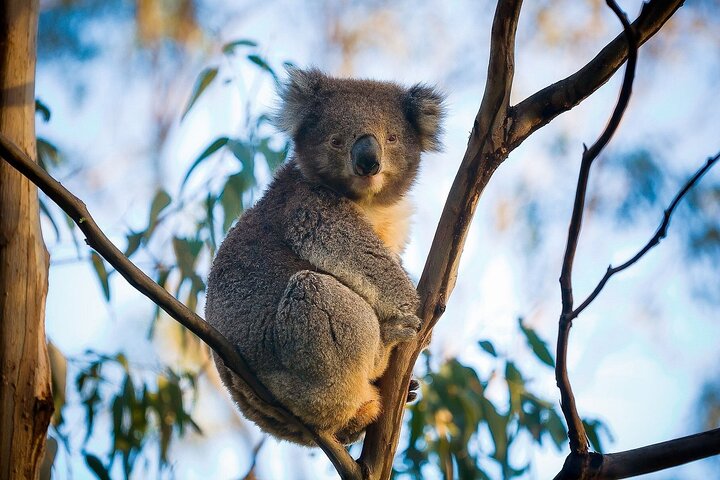 Great Ocean Road Reverse SUNRISE TOUR–SML GRP-DLX BUS Hotel Pikup