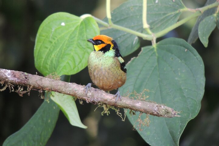 Mindo Cloud Forest Private Day Tour