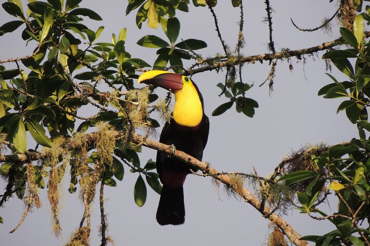 Mindo Cloud Forest Private Day Tour