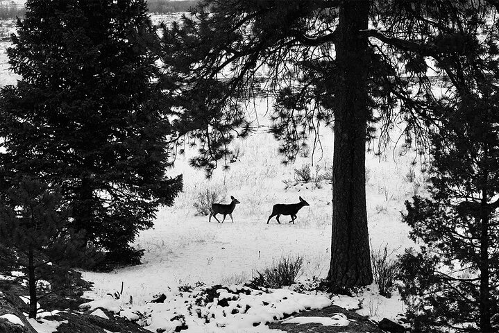 Rocky Mountain Escape - Scenic Views and Nature Walks