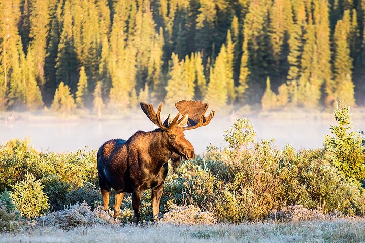 Discover Rocky Mountain National Park-Small Group Tour & Picnic