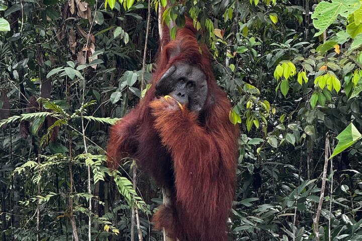 Semenggoh Orangutan and Annah Rais Longhouse