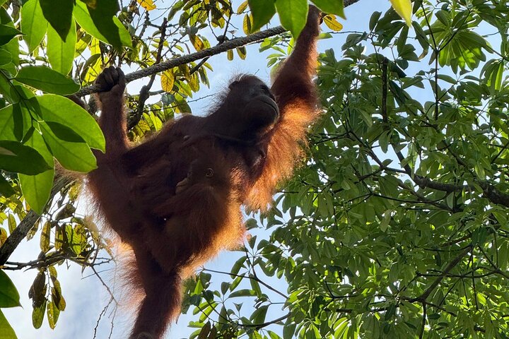 Semenggoh Orangutan and Annah Rais Longhouse