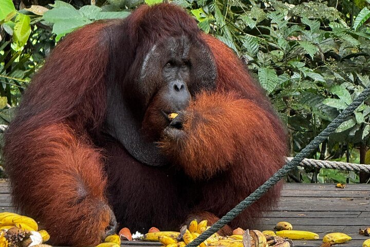 Semenggoh Orangutan and Annah Rais Longhouse