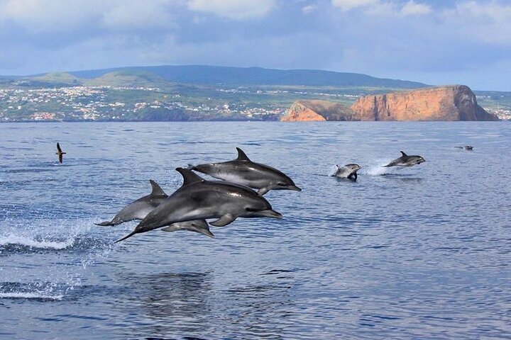 Terceira Island: Swimming with Dolphins + Snorkeling