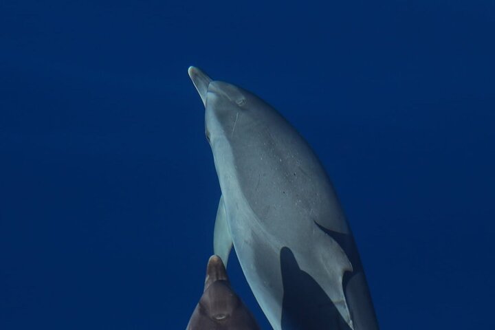 Terceira Island: Swimming with Dolphins + Snorkeling