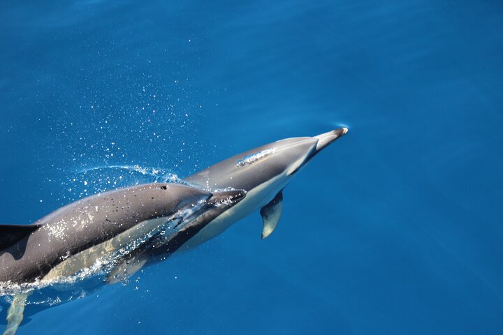 Terceira Island: Swimming with Dolphins + Snorkeling