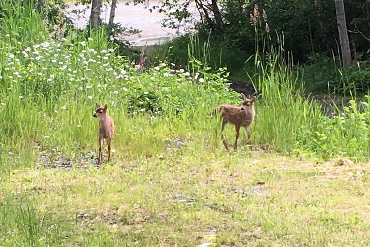 Ketchikan Rainforest Adventure Nature & Wildlife Tour