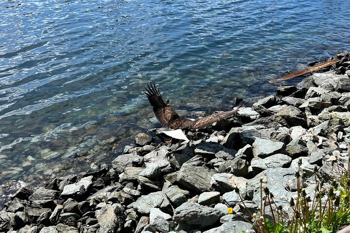 Ketchikan Rainforest Adventure Nature & Wildlife Tour