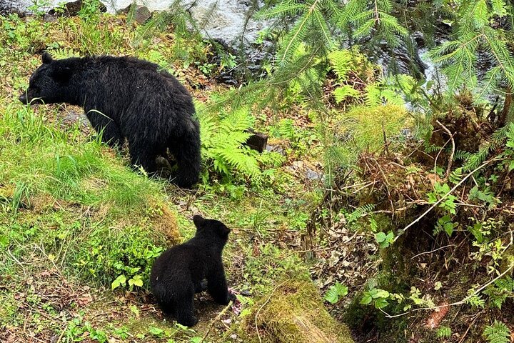 Ketchikan Rainforest Adventure Nature & Wildlife Tour