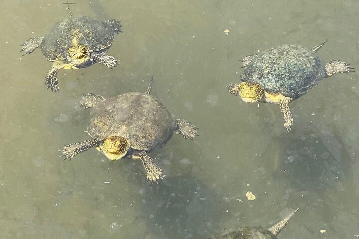 Private Tour to Butrint Park , Blue Eye and Lekursi Castle