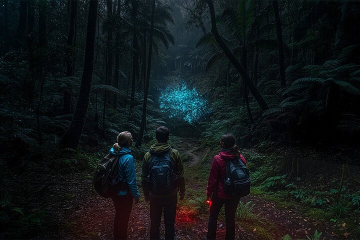 Glow-worms, Waterfalls & Rainforest Experience