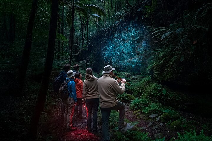 Glow-worms, Waterfalls & Rainforest Experience