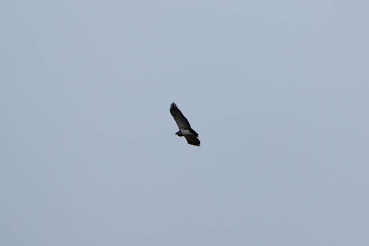 Antisana Condor Sanctuary & Hummingbird Observatory day trip