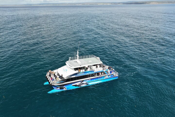 Augusta Whale Watching Tour
