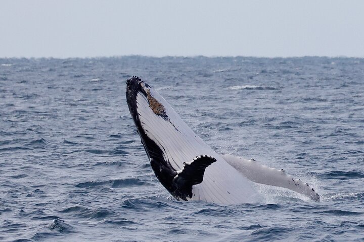 Dunsborough Whale Watching Tour