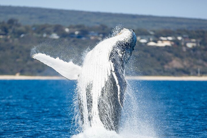 Dunsborough Whale Watching Tour