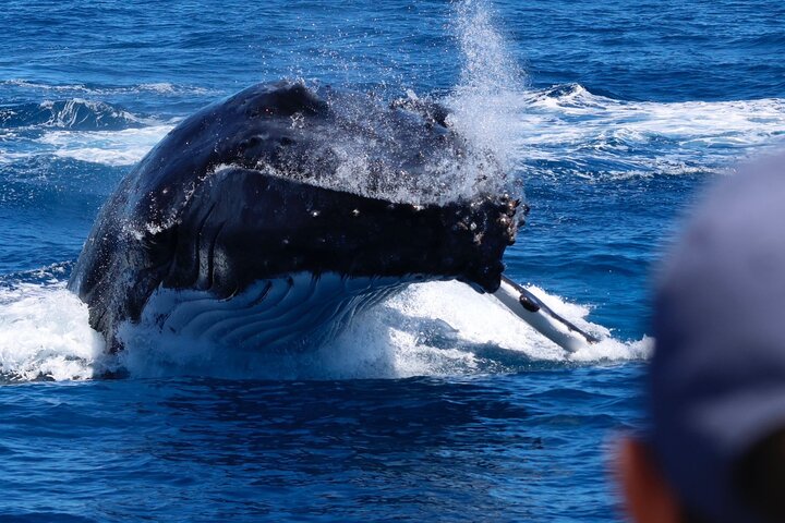 Dunsborough Whale Watching Tour